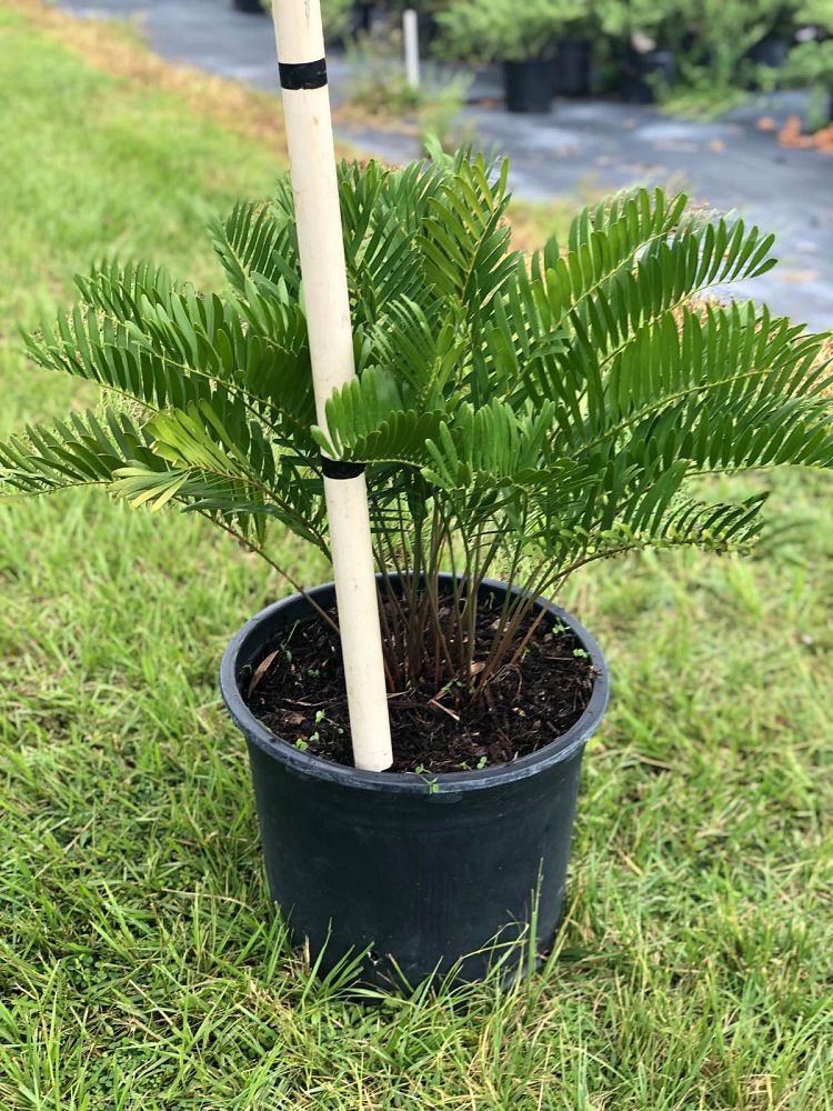 zamia-pumila-zamia-floridana-coontie