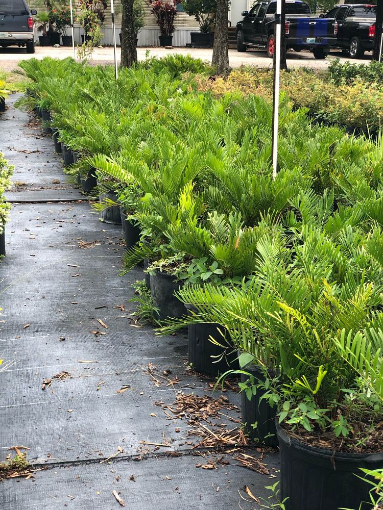 zamia-pumila-zamia-floridana-coontie