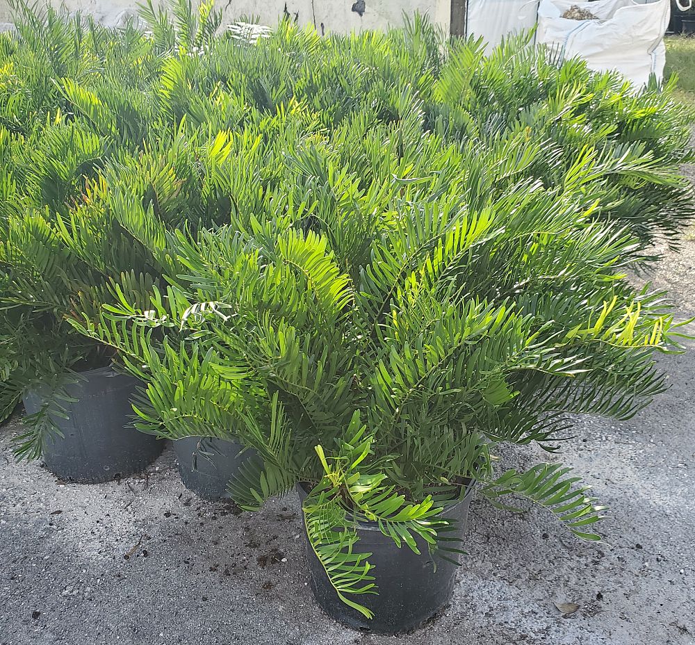 zamia-pumila-zamia-floridana-coontie