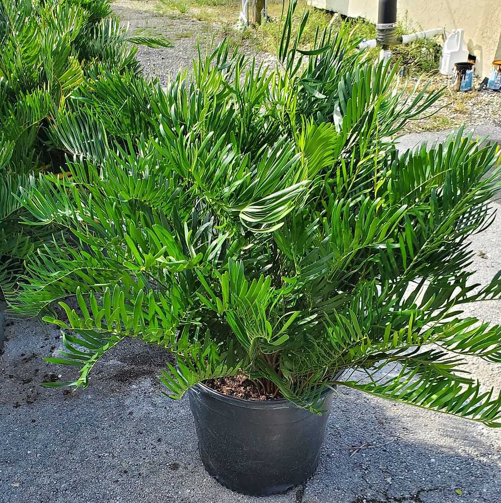 zamia-pumila-zamia-floridana-coontie