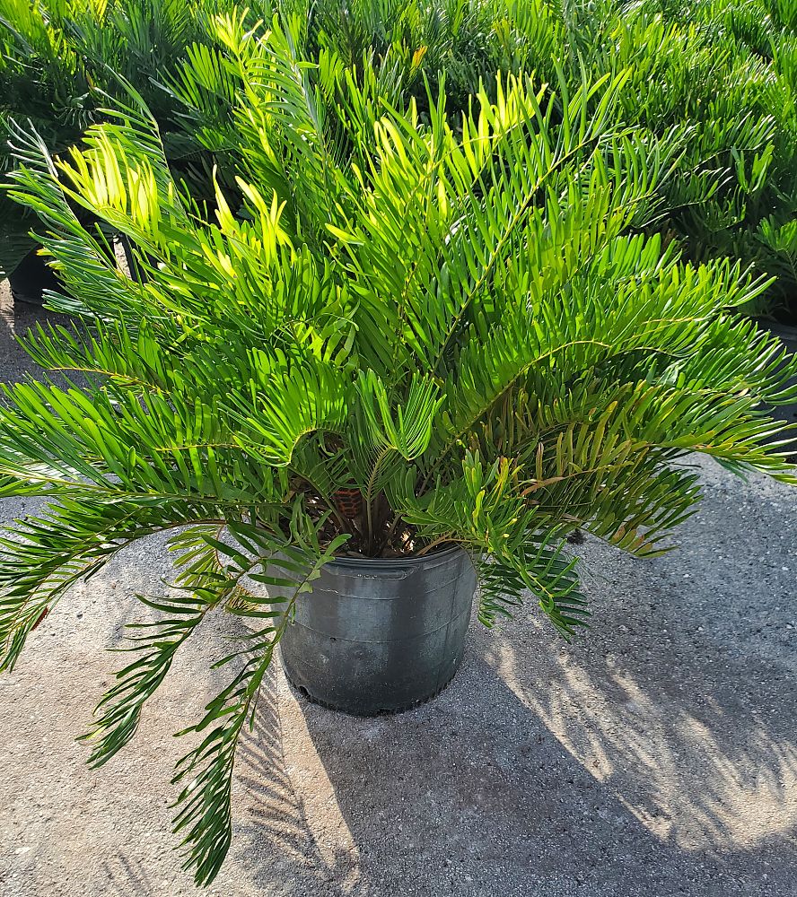 zamia-pumila-zamia-floridana-coontie