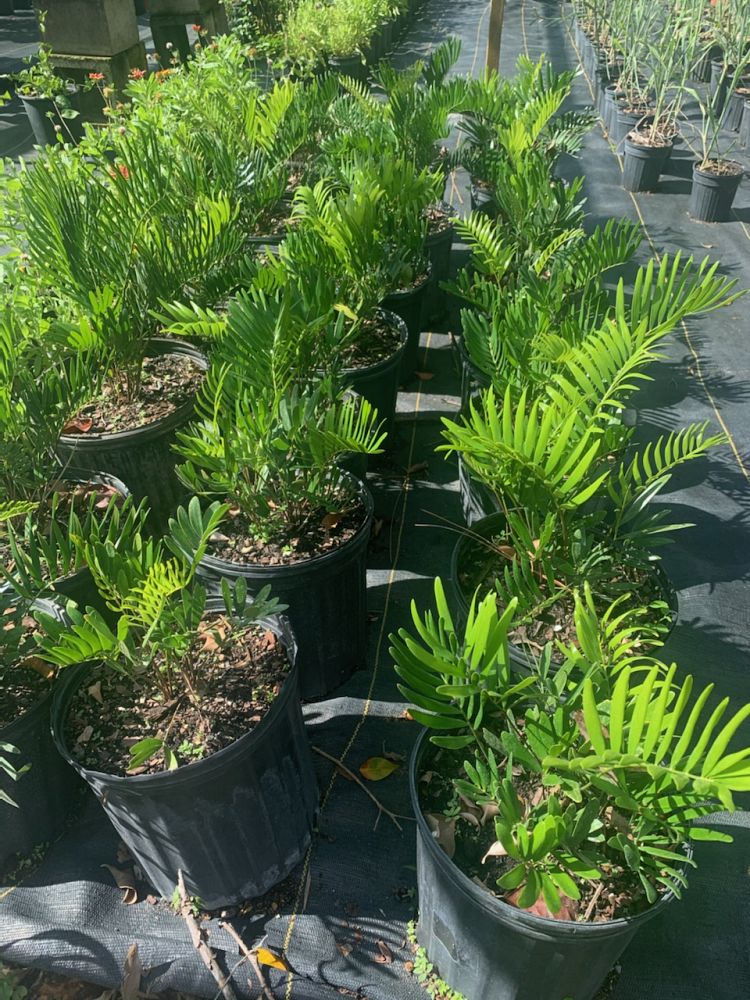 zamia-pumila-zamia-floridana-coontie