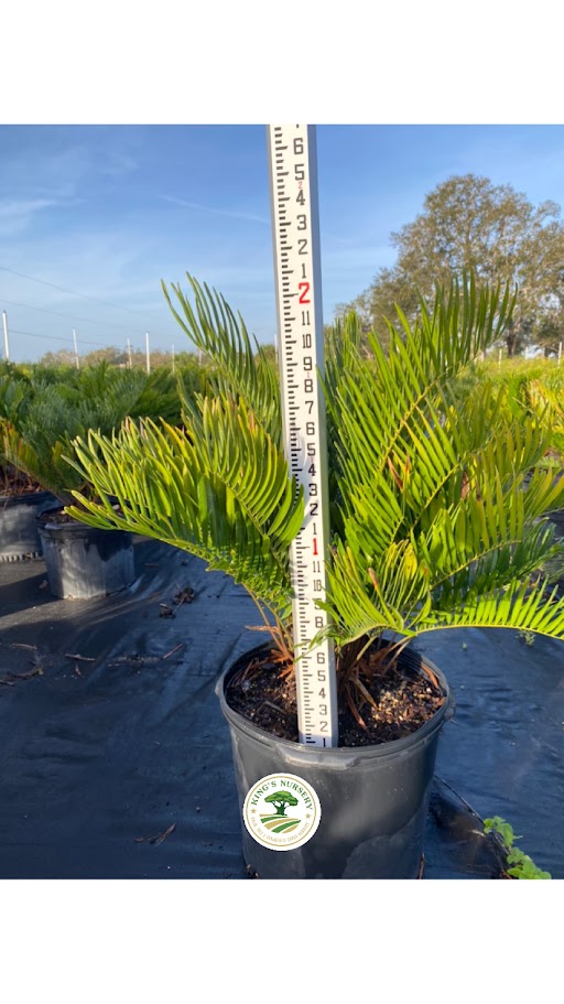 zamia-pumila-zamia-floridana-coontie