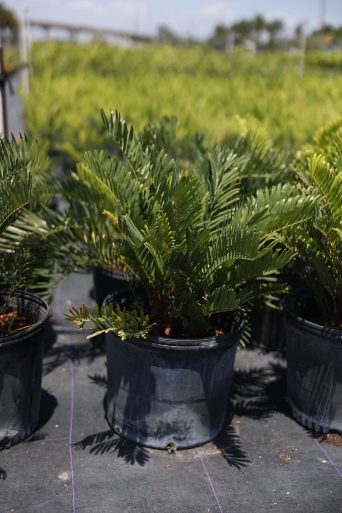 zamia-pumila-zamia-floridana-coontie