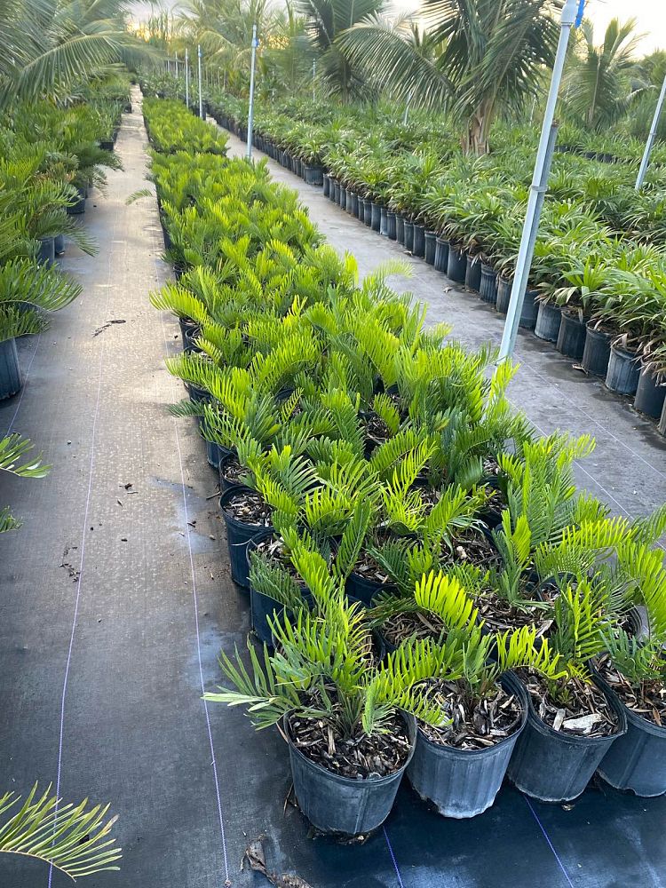 zamia-pumila-zamia-floridana-coontie