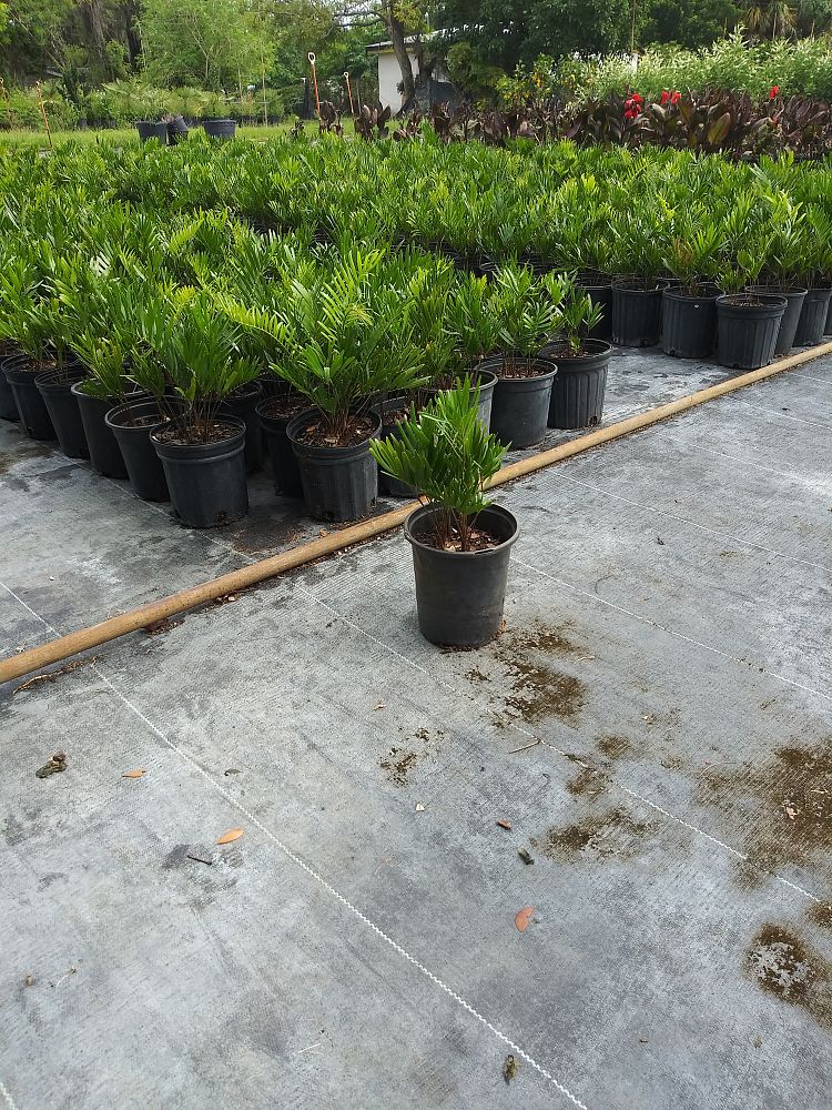 zamia-pumila-zamia-floridana-coontie
