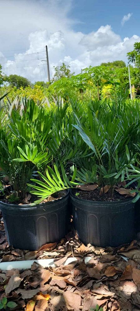 zamia-pumila-zamia-floridana-coontie