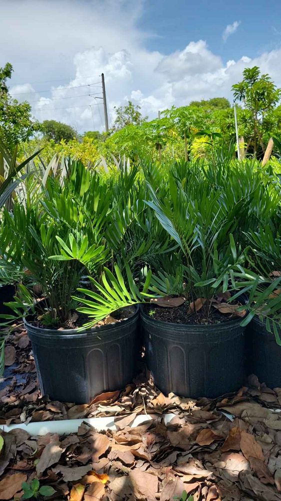 zamia-pumila-zamia-floridana-coontie