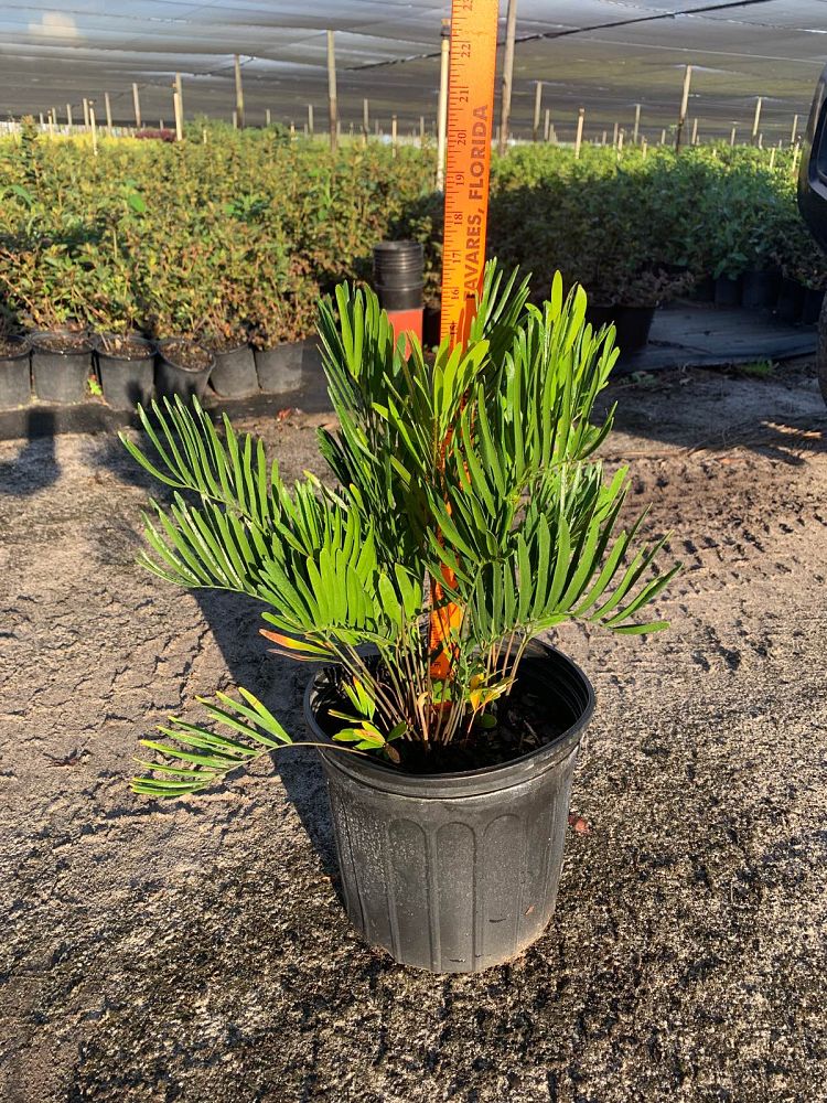 zamia-pumila-zamia-floridana-coontie