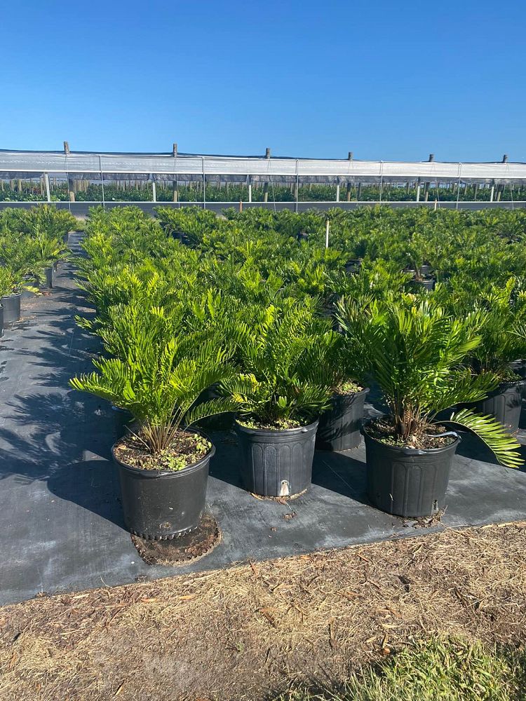 zamia-pumila-zamia-floridana-coontie