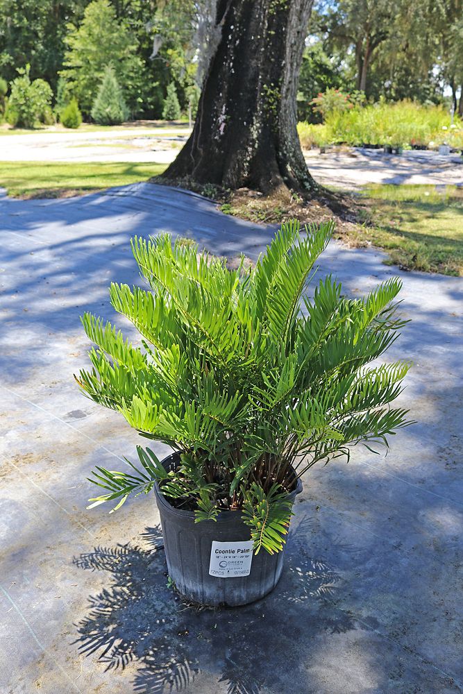 zamia-pumila-zamia-floridana-coontie