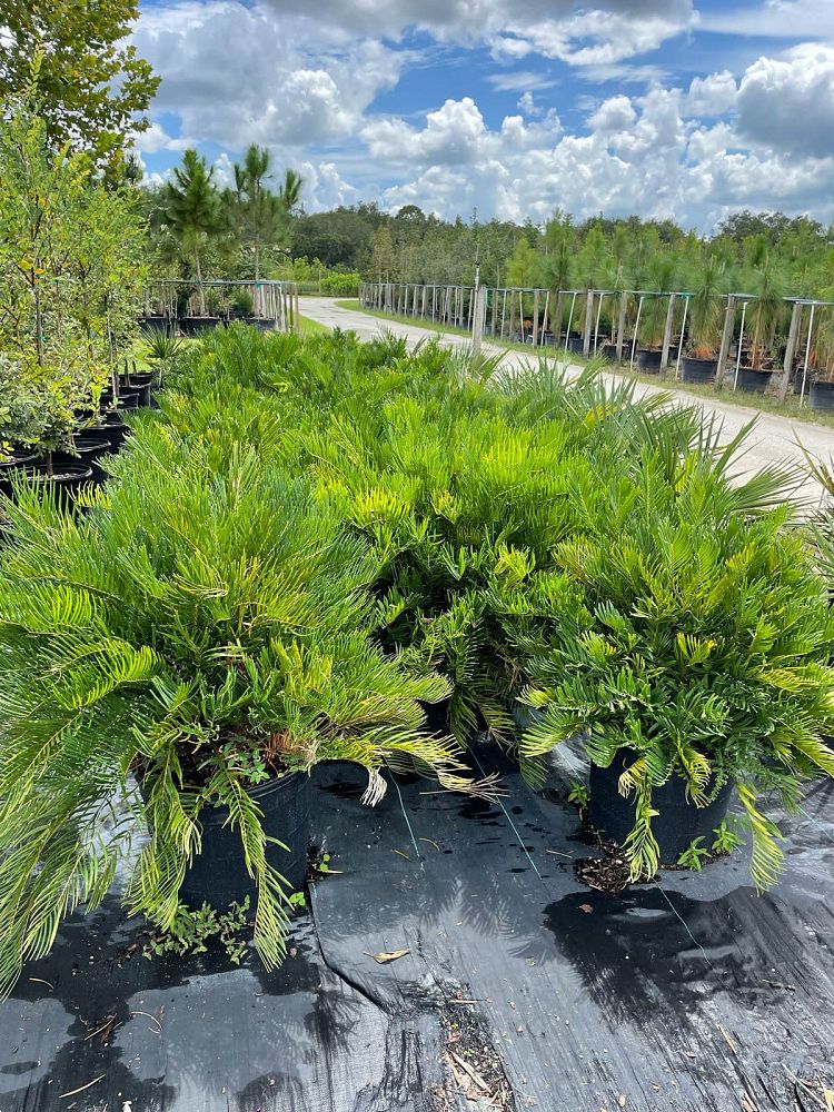 zamia-pumila-zamia-floridana-coontie