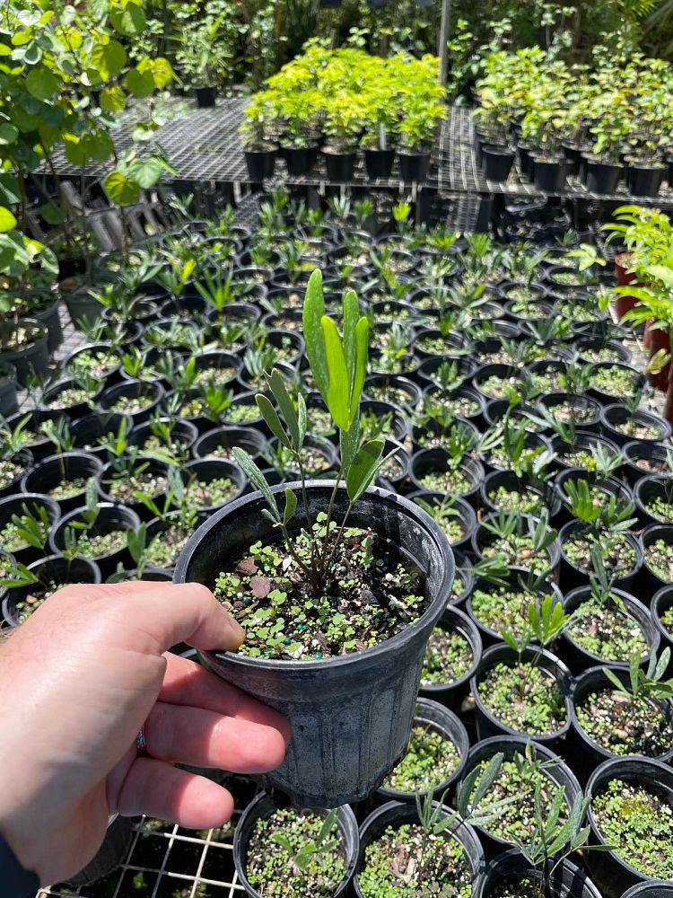 zamia-pumila-zamia-floridana-coontie