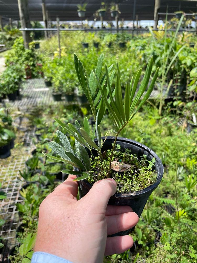 zamia-pumila-zamia-floridana-coontie