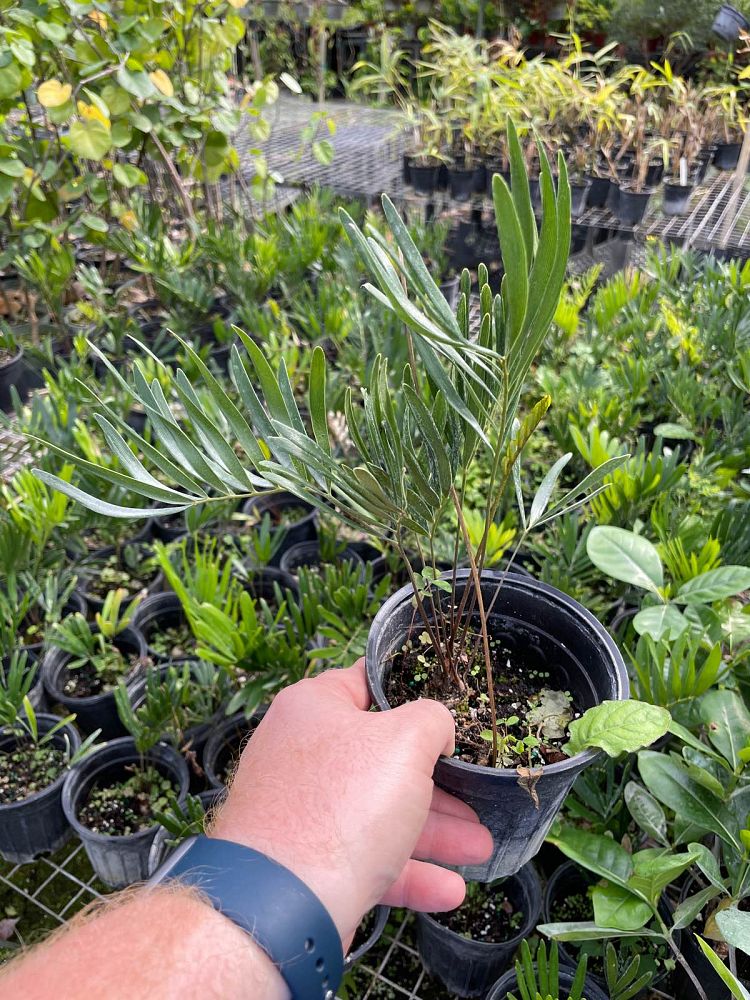 zamia-pumila-zamia-floridana-coontie