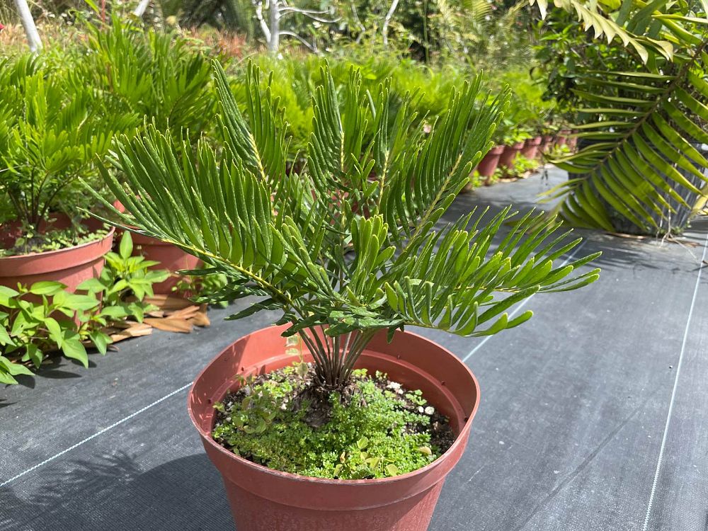 zamia-pumila-zamia-floridana-coontie