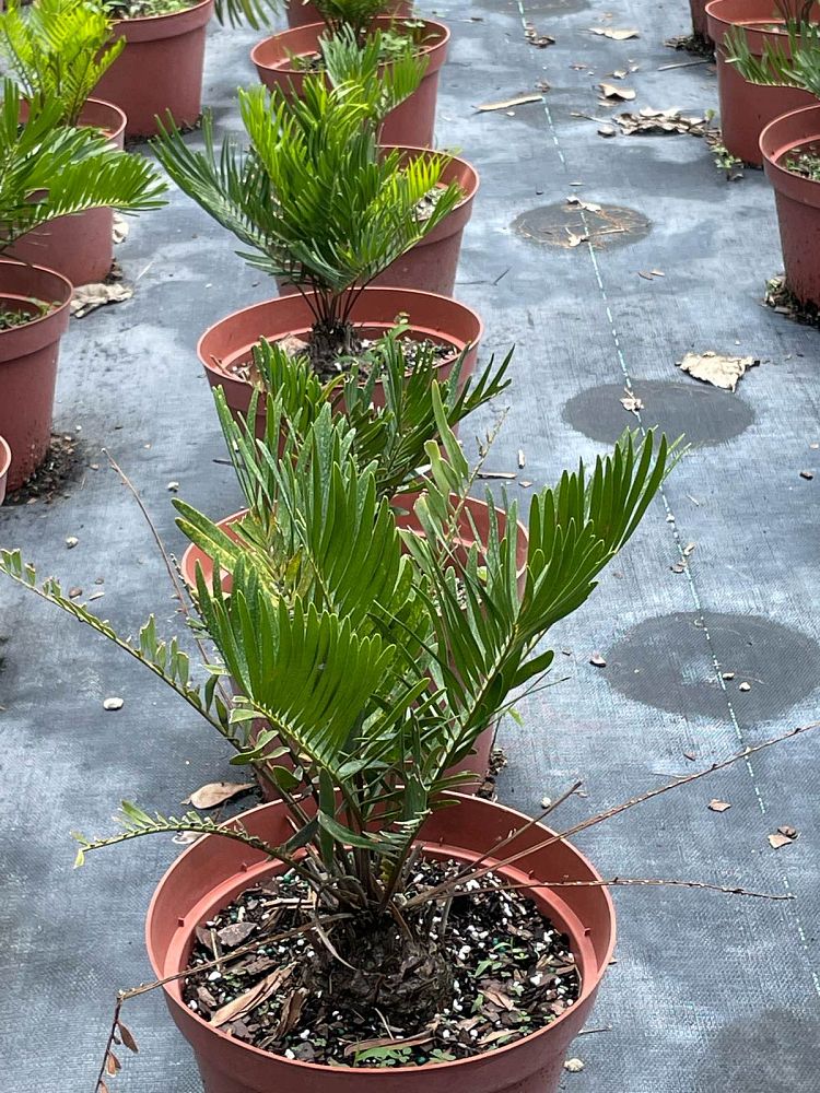 zamia-pumila-zamia-floridana-coontie