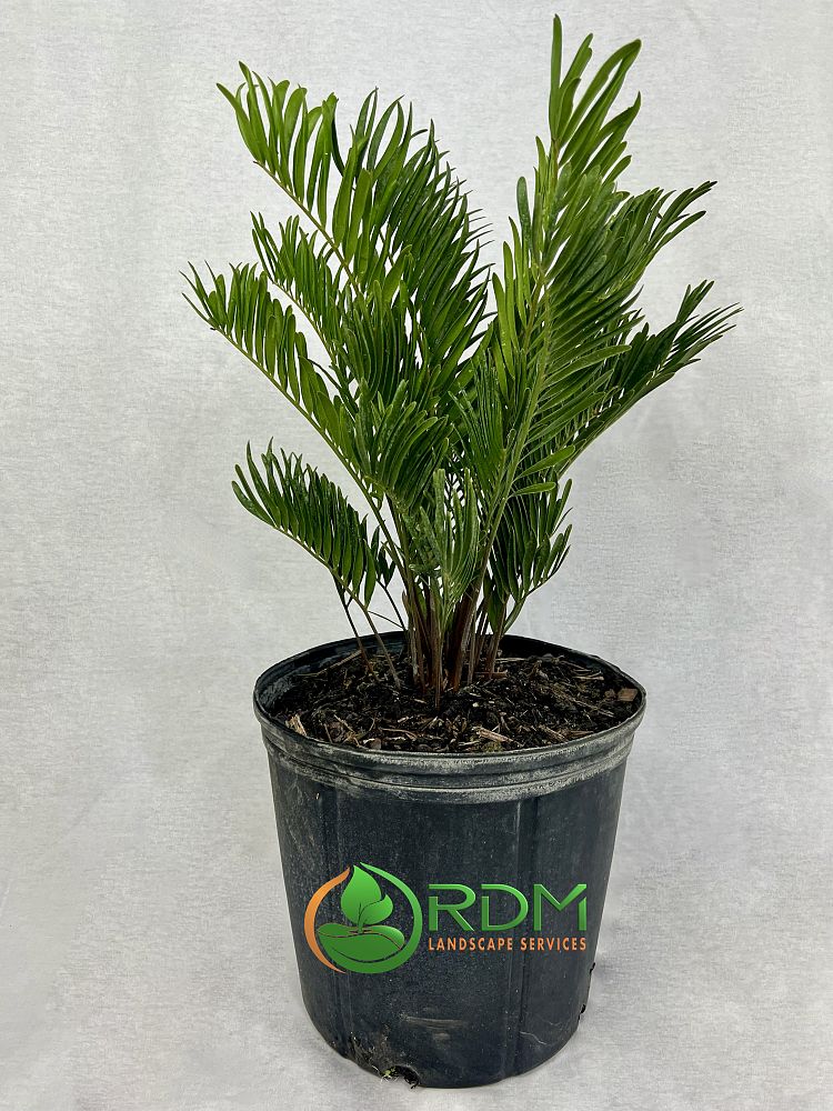 zamia-pumila-zamia-floridana-coontie