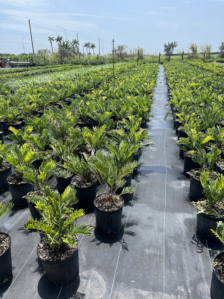 zamia-pumila-zamia-floridana-coontie