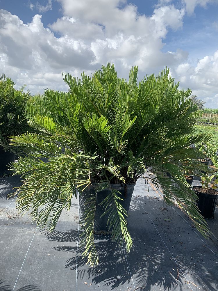 zamia-pumila-zamia-floridana-coontie