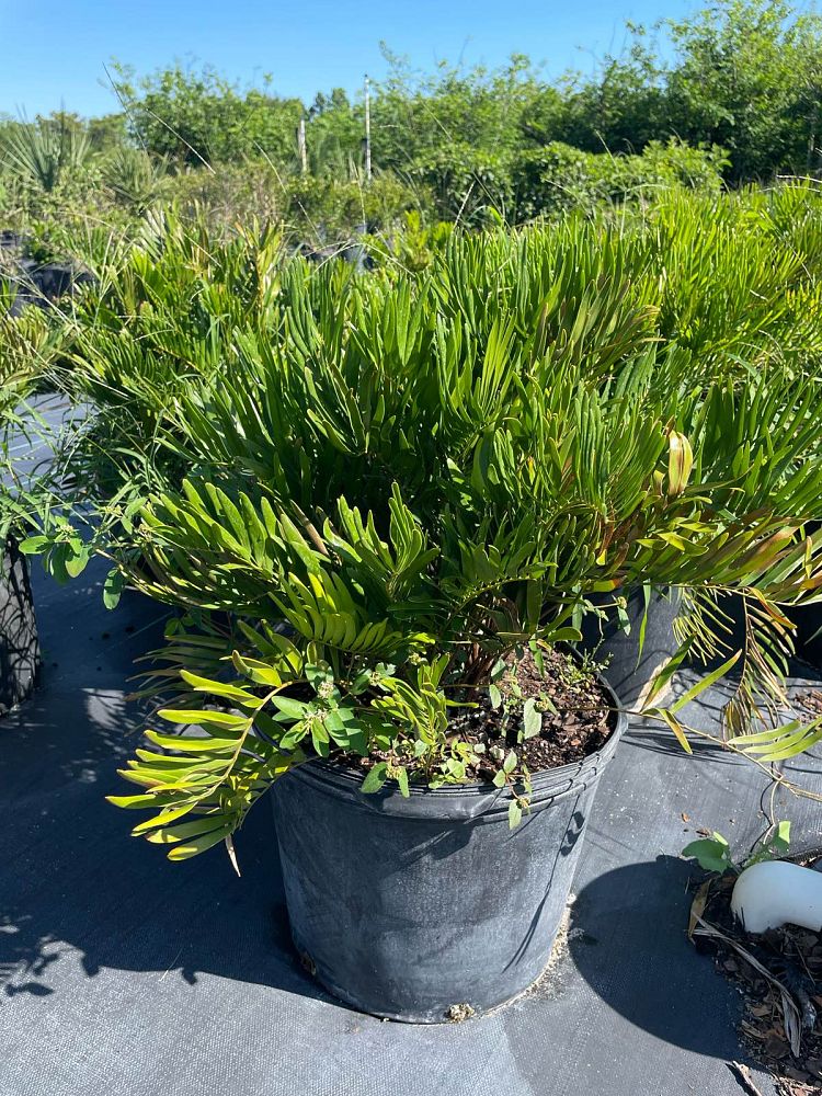 zamia-pumila-zamia-floridana-coontie