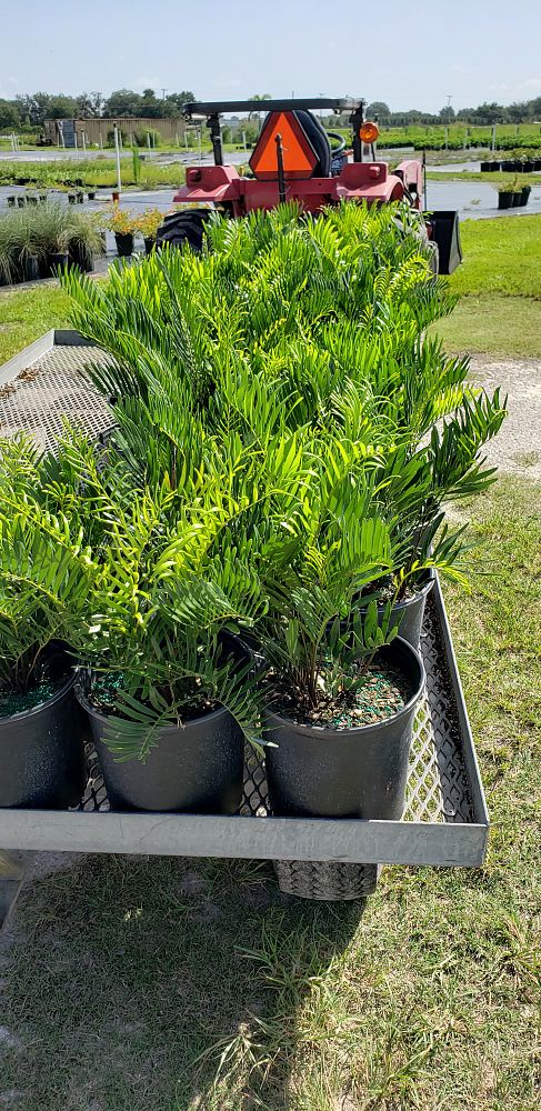 zamia-pumila-zamia-floridana-coontie
