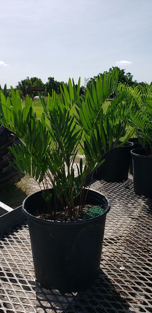 zamia-pumila-zamia-floridana-coontie