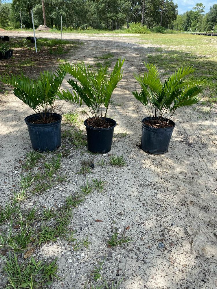 zamia-pumila-zamia-floridana-coontie