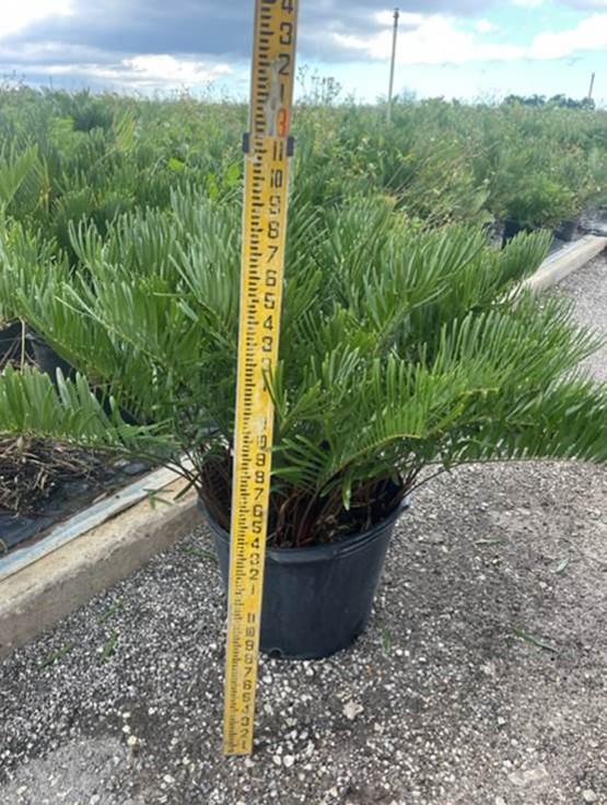 zamia-pumila-zamia-floridana-coontie