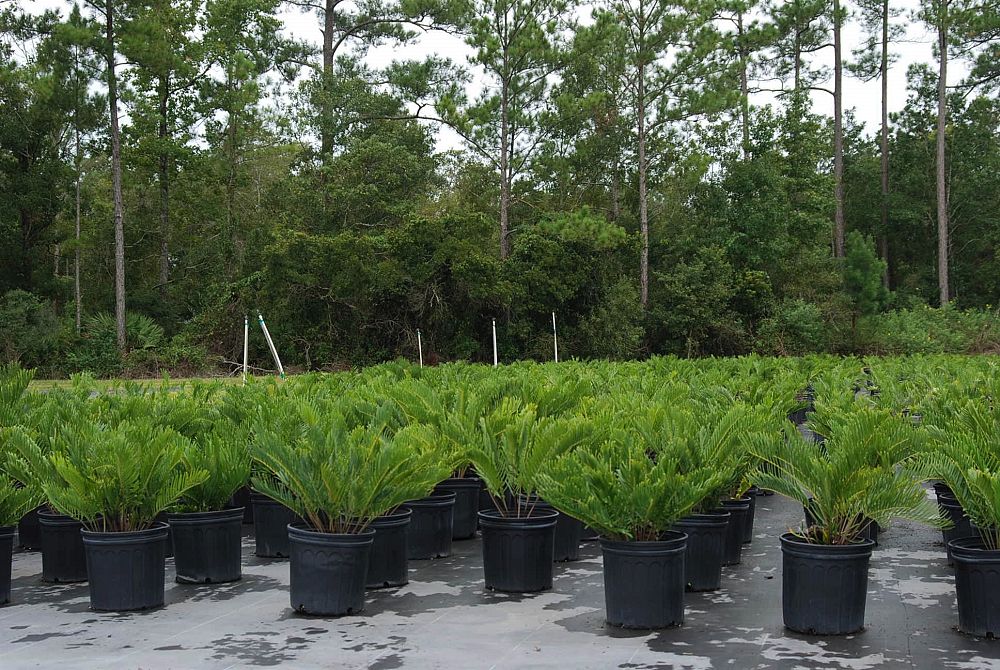 zamia-pumila-zamia-floridana-coontie