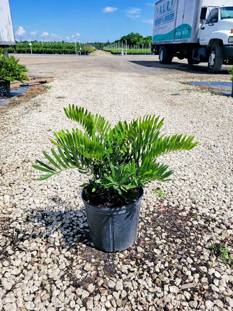 zamia-pumila-zamia-floridana-coontie