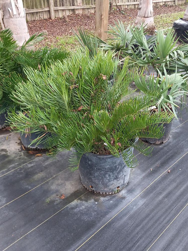 zamia-pumila-zamia-floridana-coontie