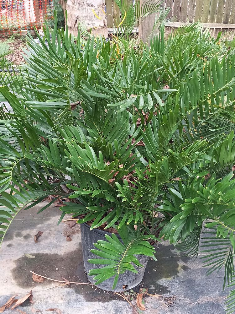 zamia-pumila-zamia-floridana-coontie