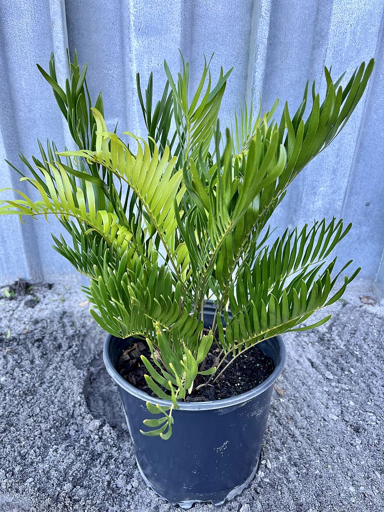 zamia-pumila-zamia-floridana-coontie