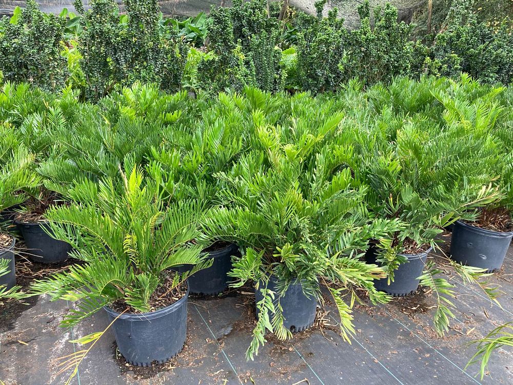 zamia-pumila-zamia-floridana-coontie