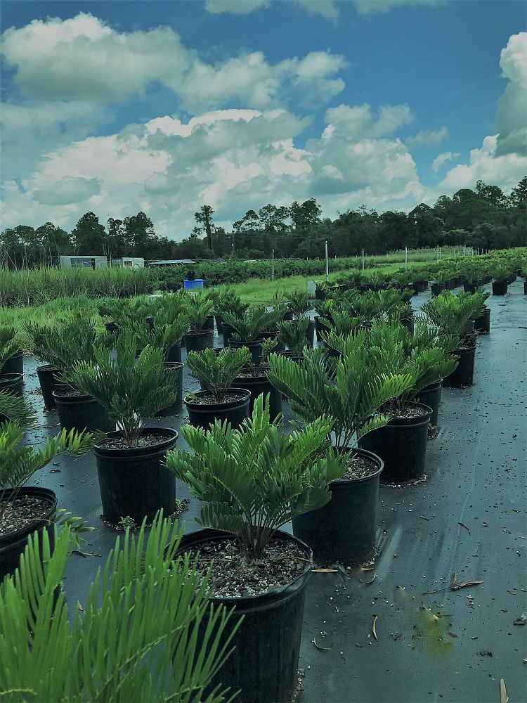 zamia-pumila-zamia-floridana-coontie