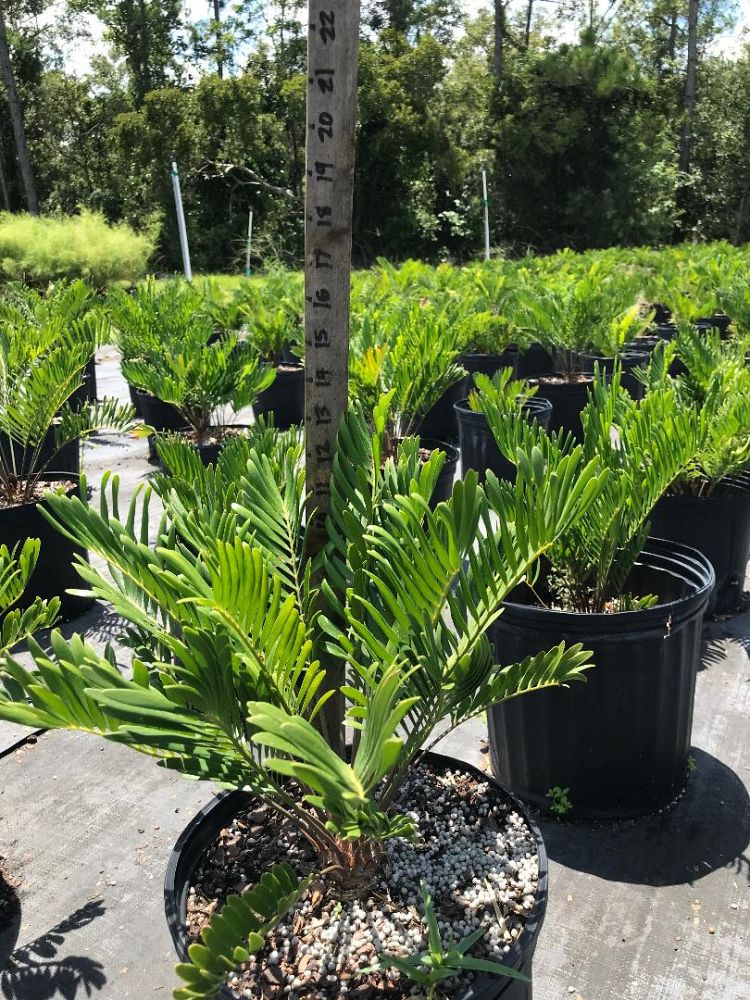 zamia-pumila-zamia-floridana-coontie