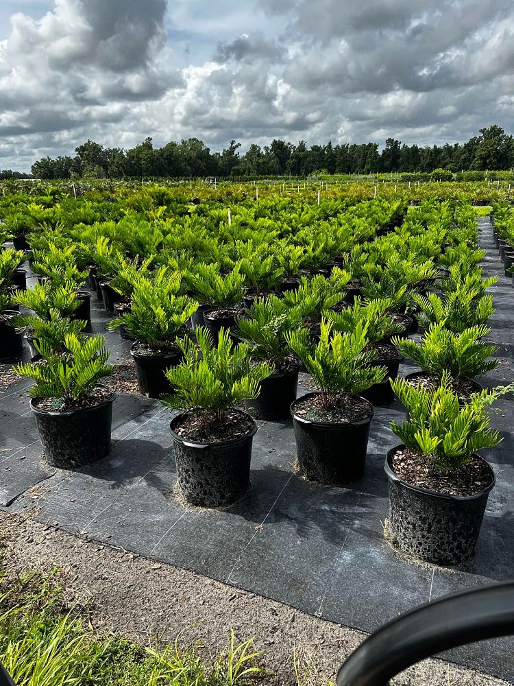 zamia-pumila-zamia-floridana-coontie