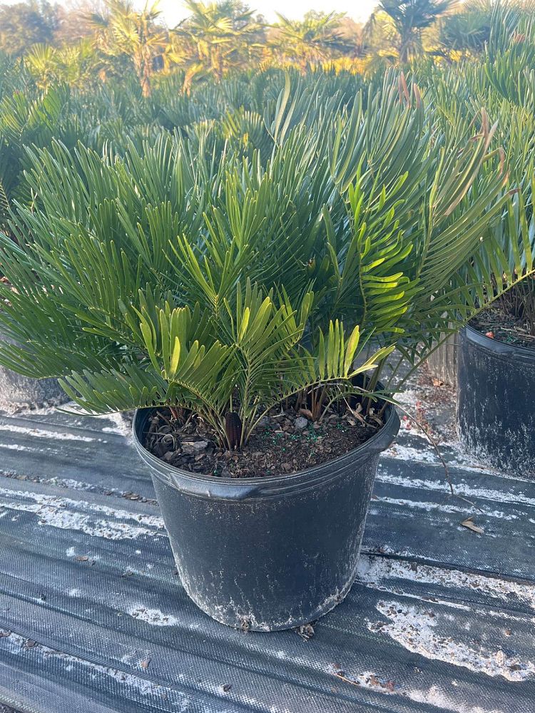 zamia-pumila-zamia-floridana-coontie
