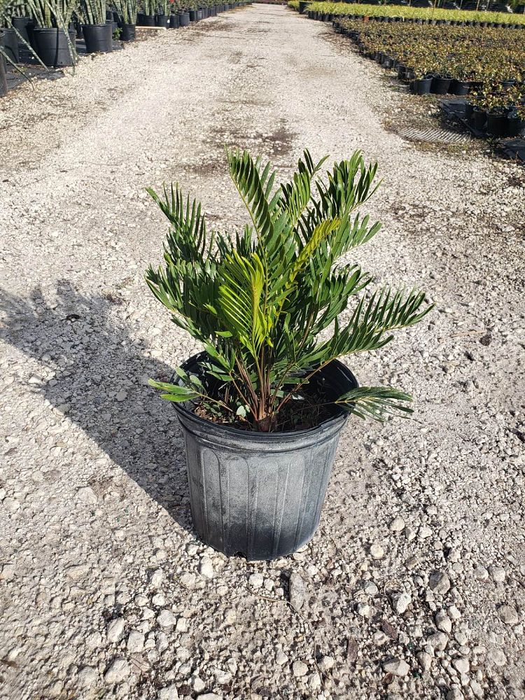 zamia-pumila-zamia-floridana-coontie