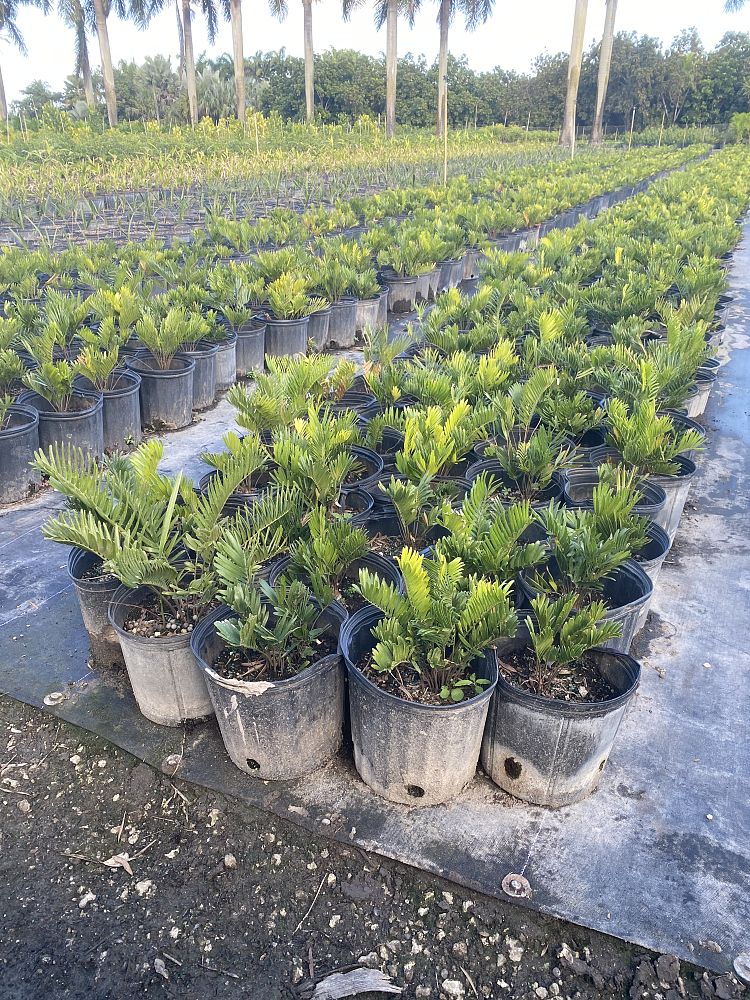 zamia-pumila-zamia-floridana-coontie