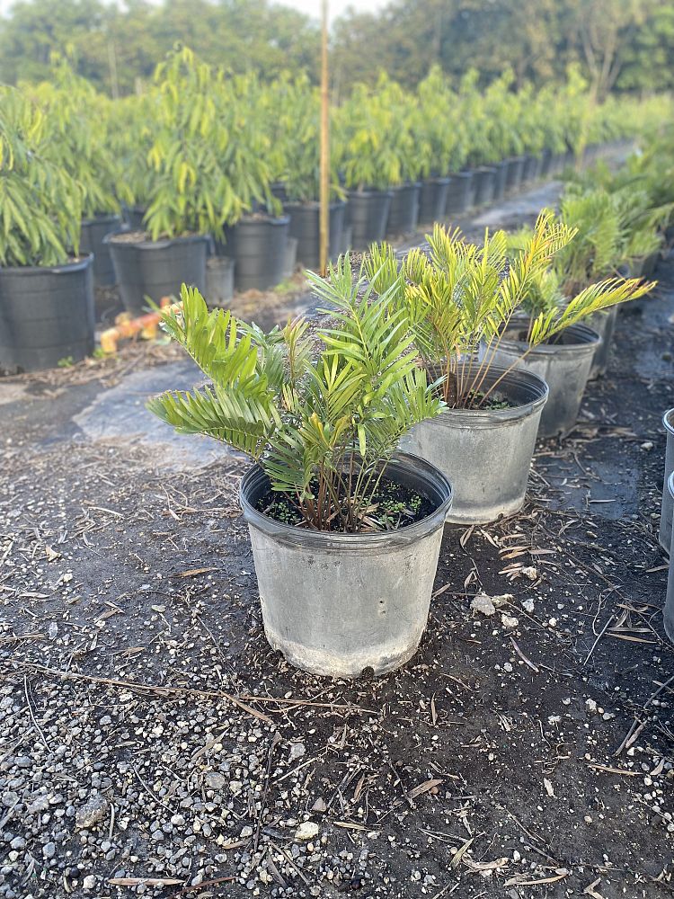 zamia-pumila-zamia-floridana-coontie