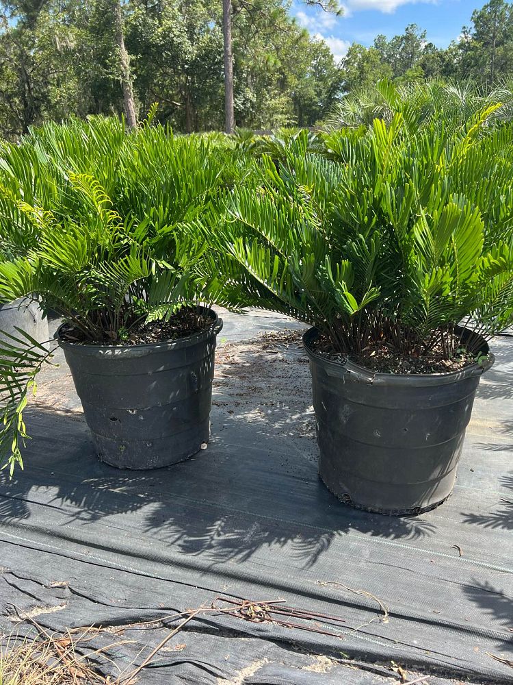 zamia-pumila-zamia-floridana-coontie