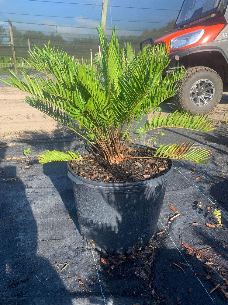 zamia-pumila-zamia-floridana-coontie