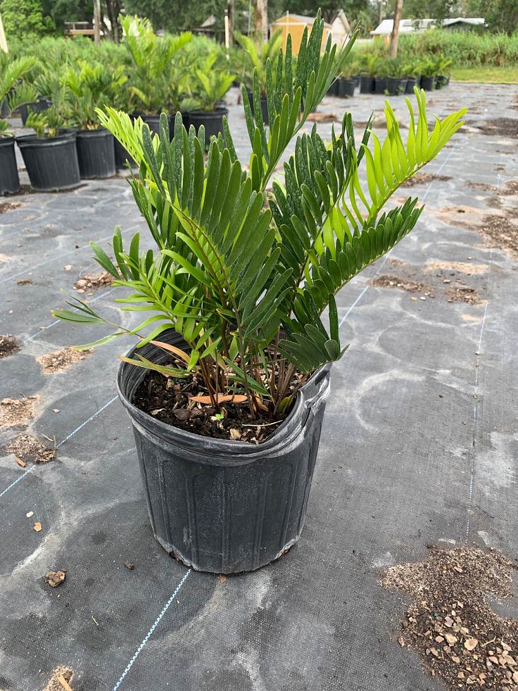 zamia-pumila-zamia-floridana-coontie