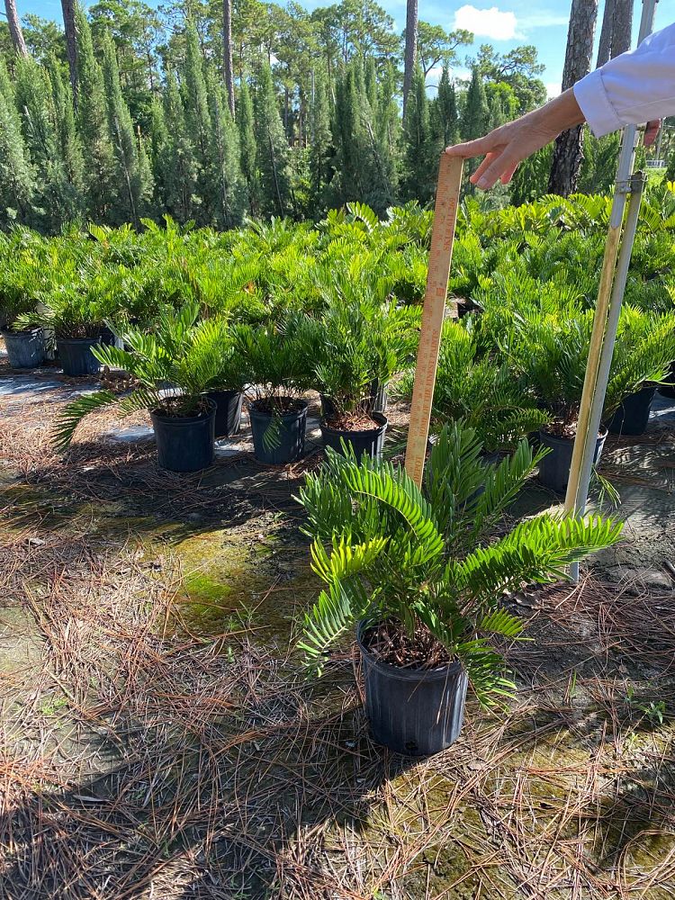 zamia-pumila-zamia-floridana-coontie