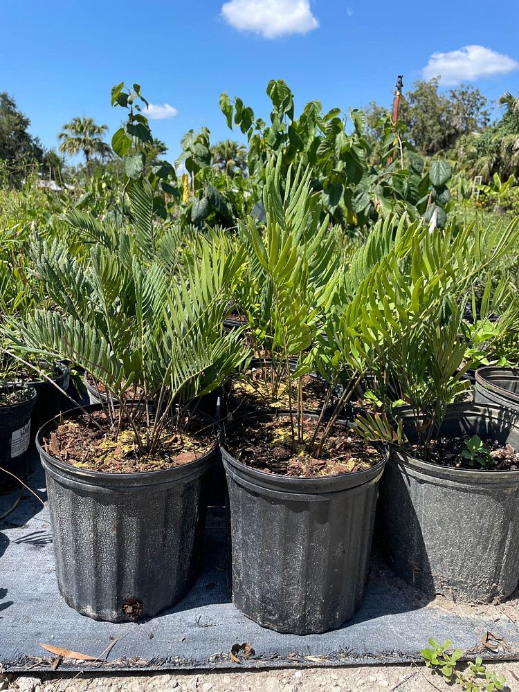 zamia-pumila-zamia-floridana-coontie