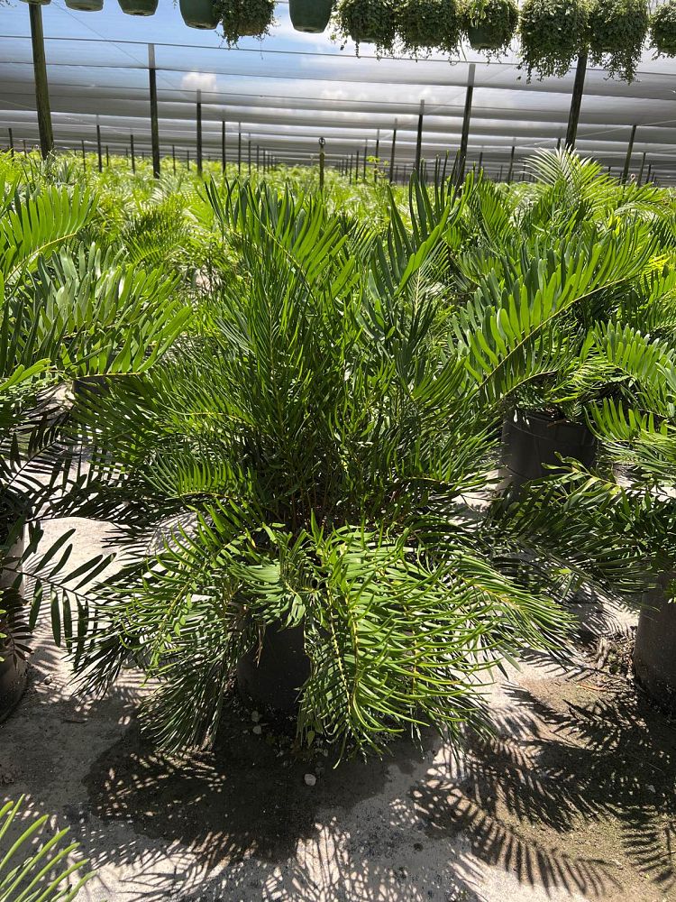 zamia-pumila-zamia-floridana-coontie