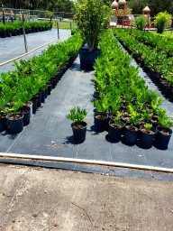 zamia-pumila-zamia-floridana-coontie