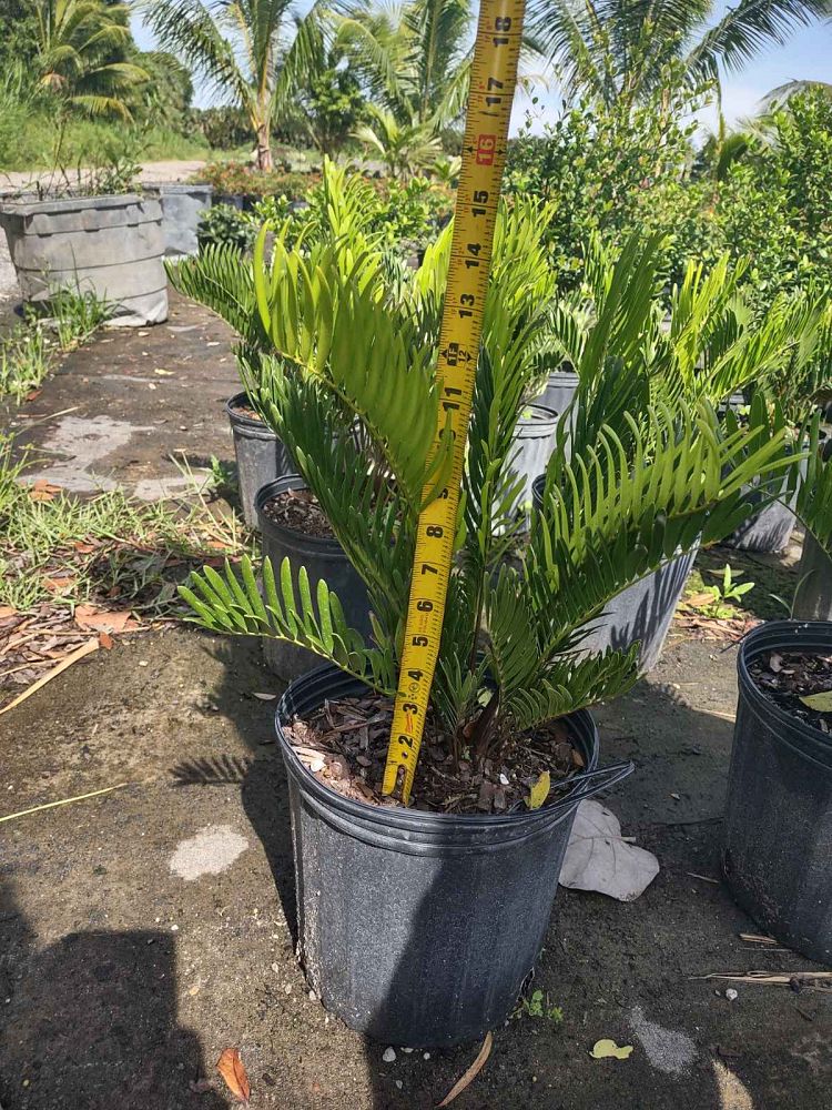 zamia-pumila-zamia-floridana-coontie